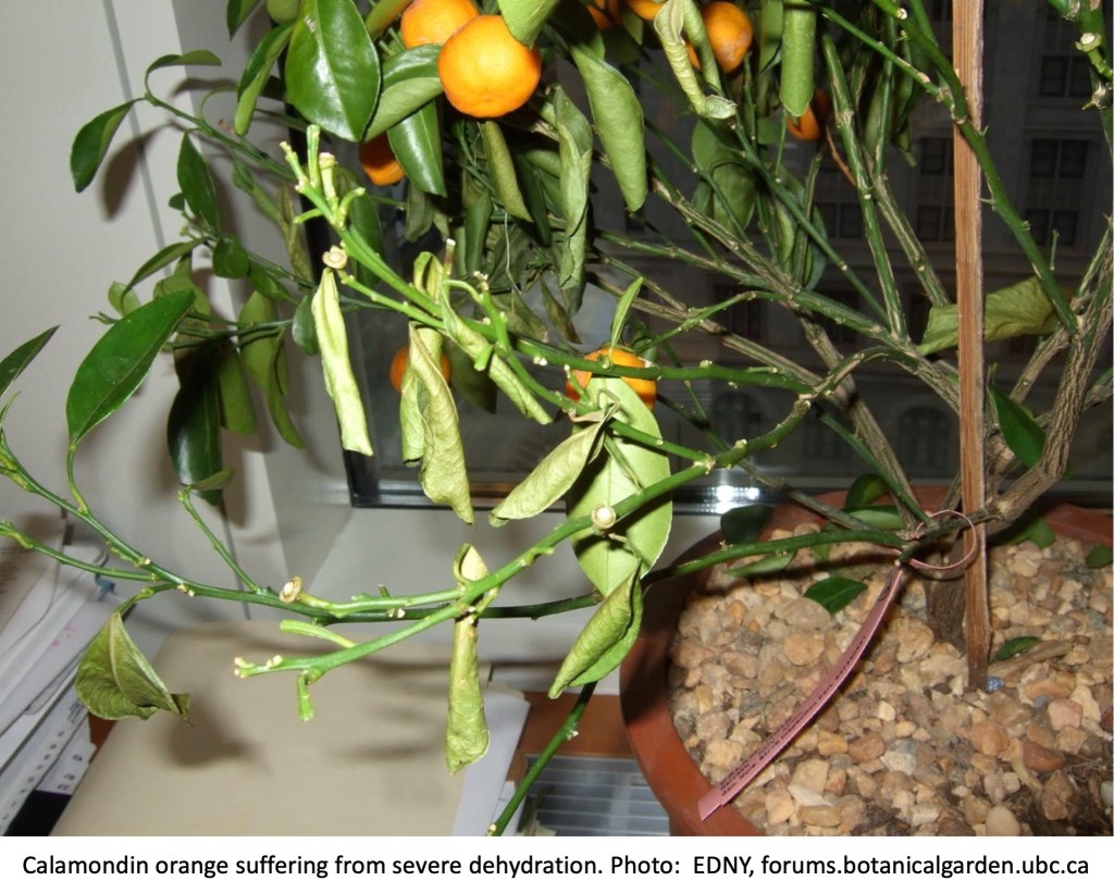 Calamondin orange with rolled-up leaves