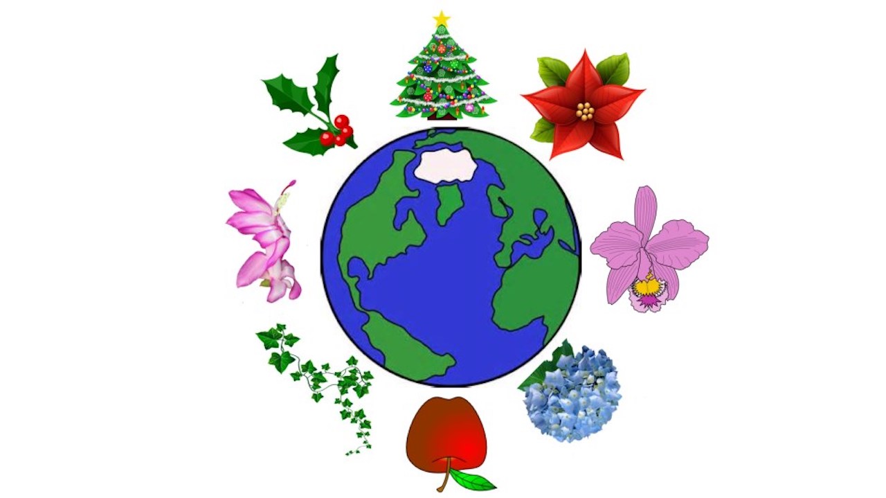 Christmas flowers around a world globe.