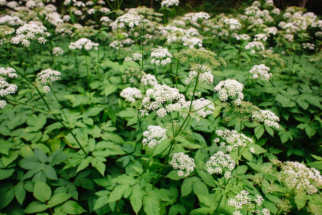 Goutweed with green leaves and white flowers.