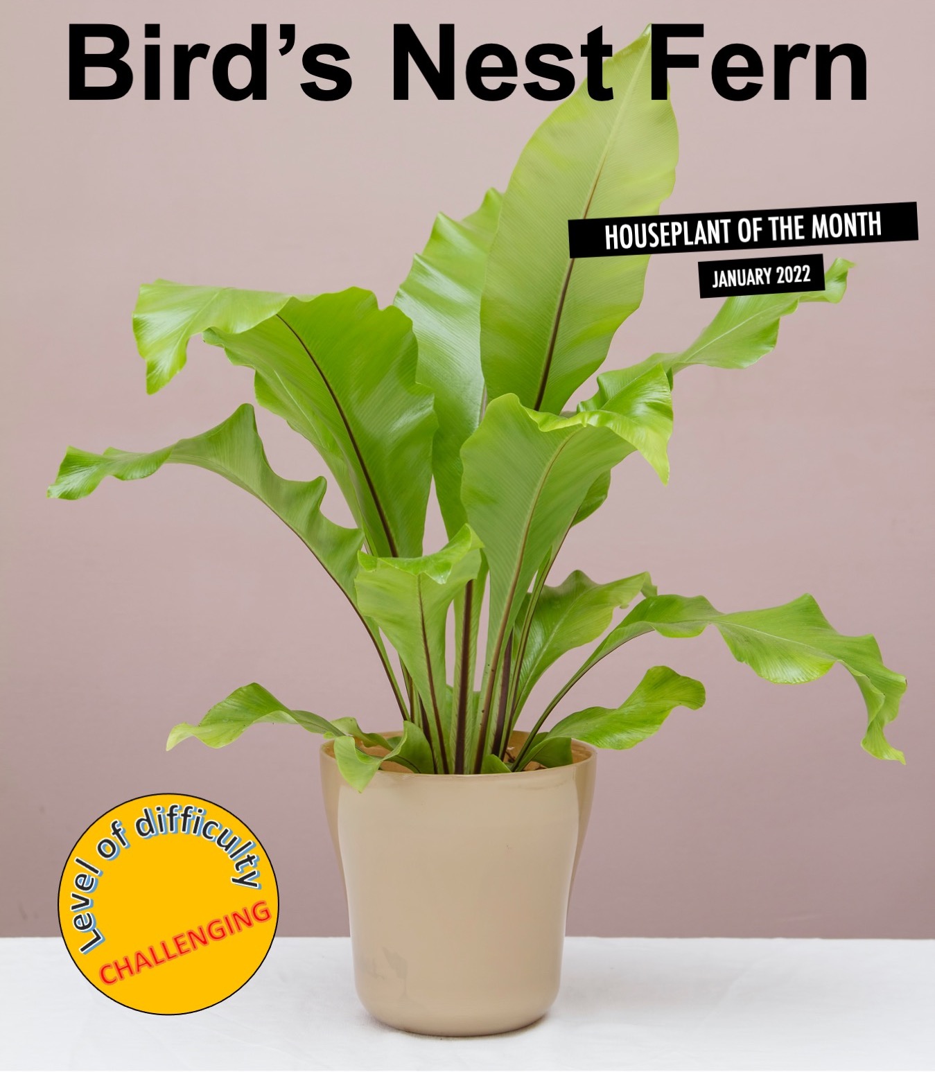 Bird's Nest Fern: The January 2022 Houseplant of the Month