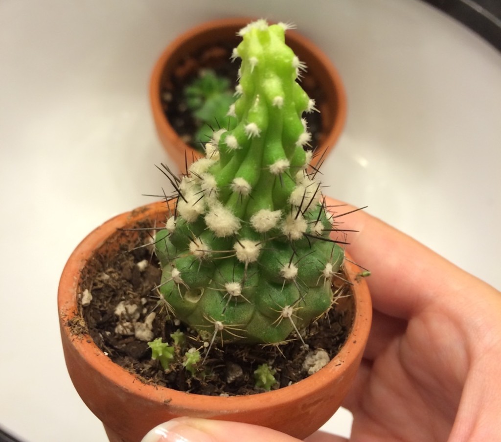 Etiolated cactus with narrow, pale top.