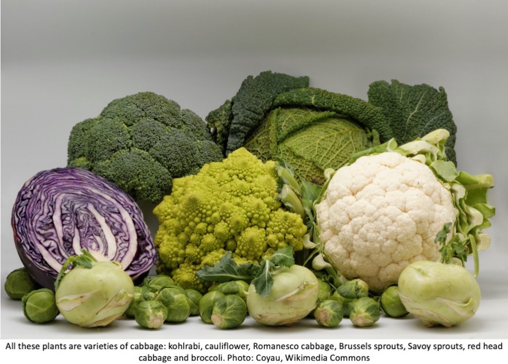Cabbage, Kale and Broccoli: Three Names, One Plant! - Laidback Gardener