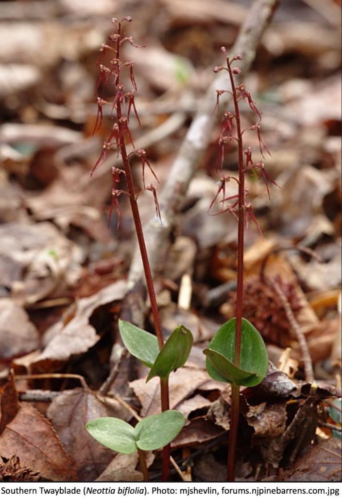 Southern twayblade in bloom