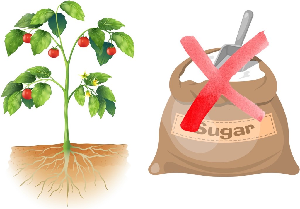 Illustration of tomato plant next to a bag of sucre with an X through it.