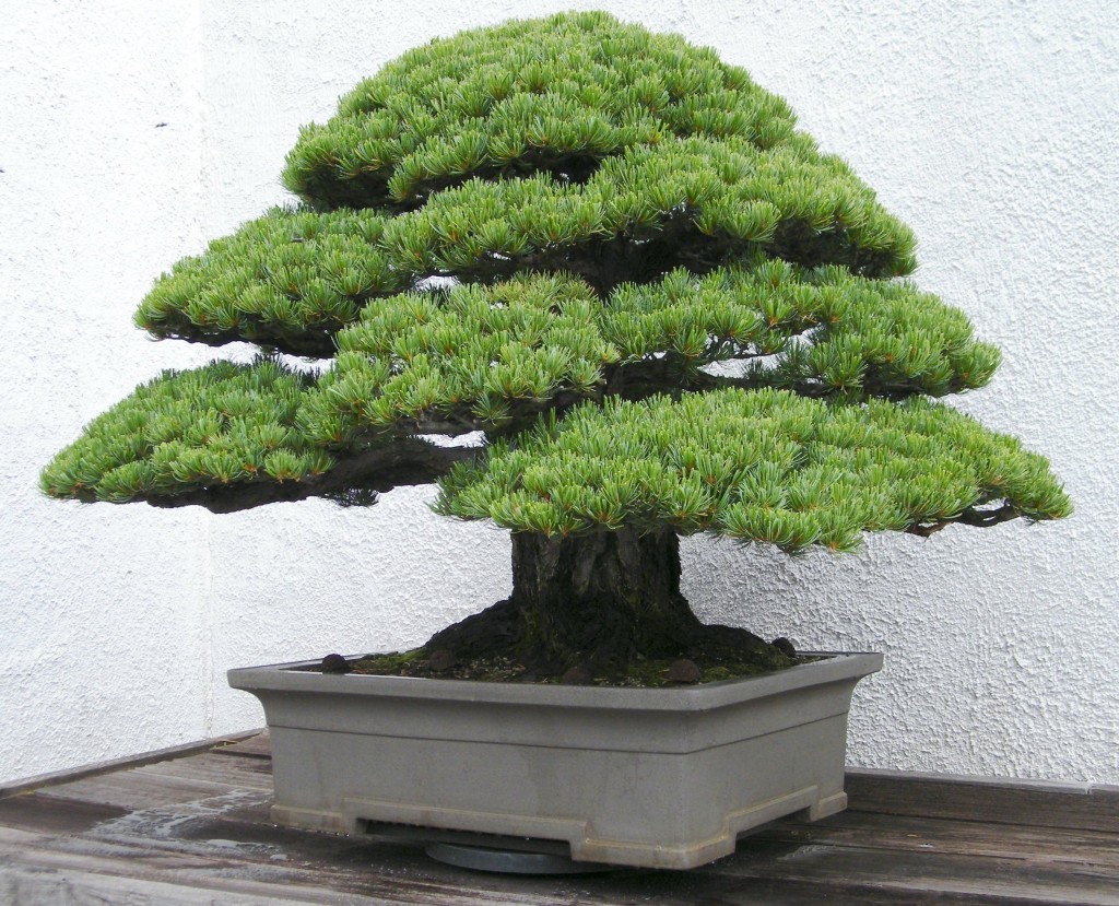 White pine bonsai.