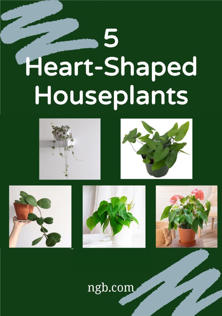 5 different heart-shaped houseplants on a green background.