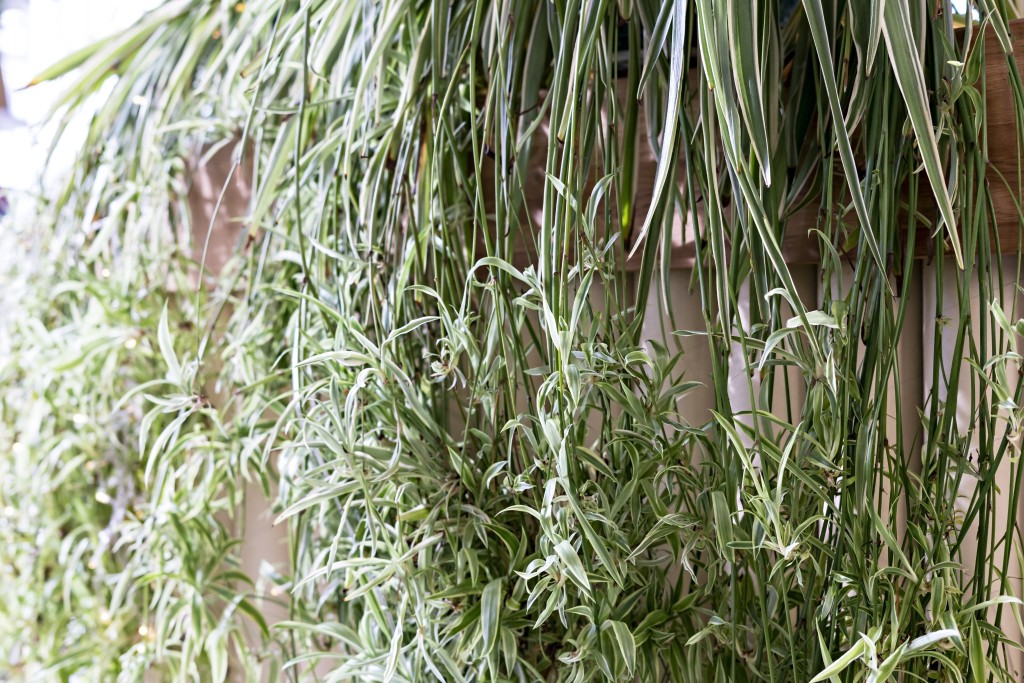 Spider plant with numerous hanging plantlets.