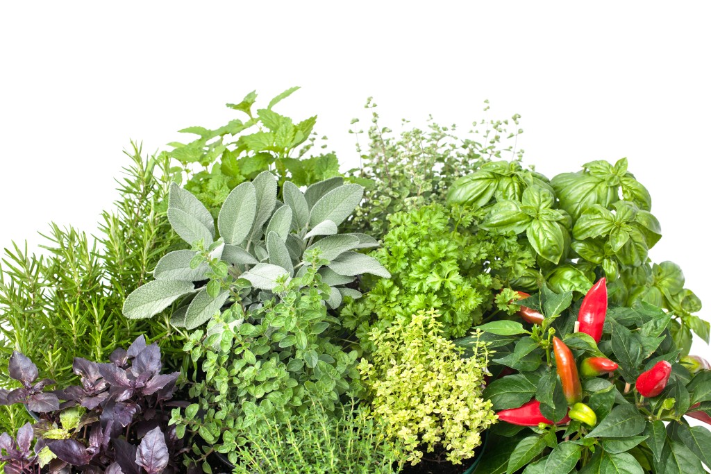 Various common herbs on a white background.