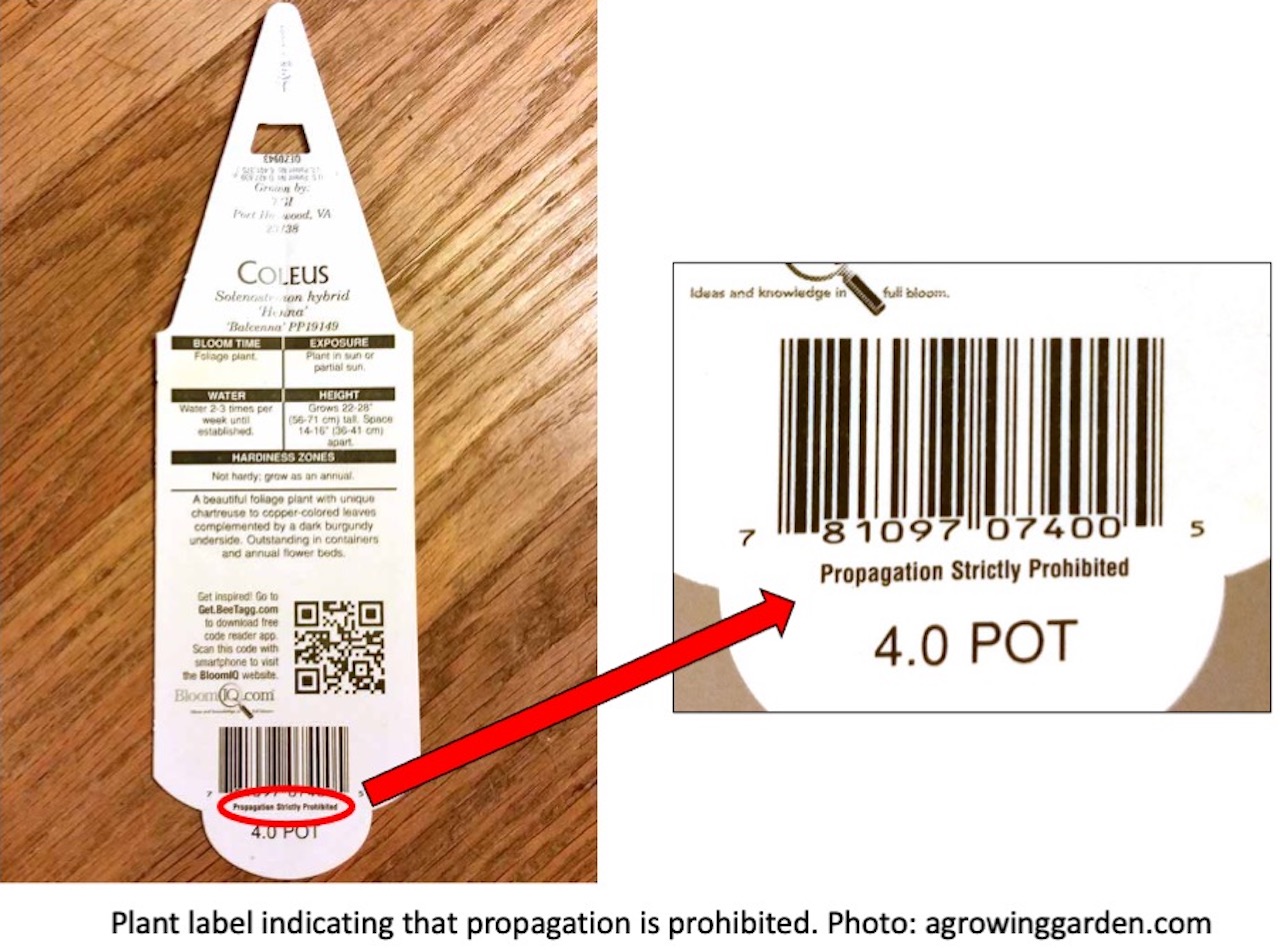 Plant label with mention Propagation strictly prohibited.