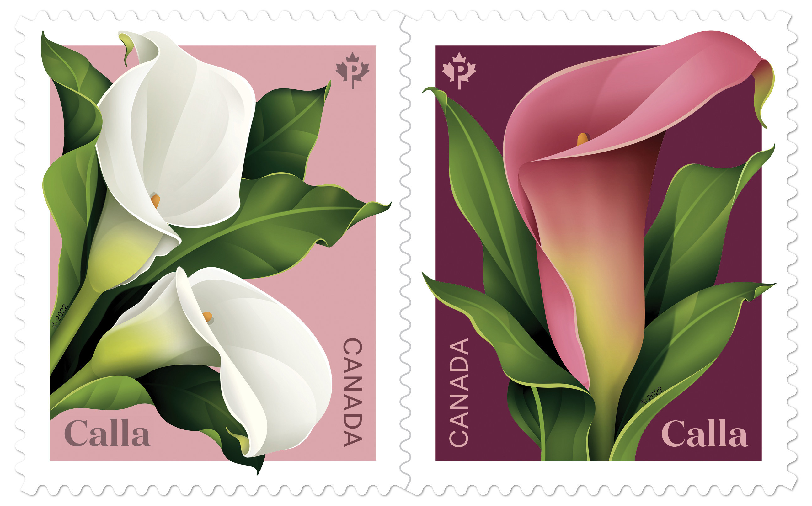 Two stamps, one with a whilte calla and one with a pink calla.