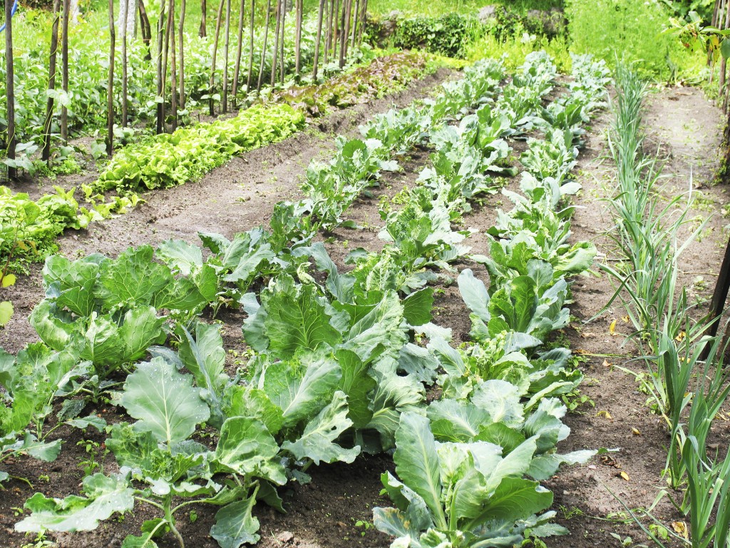 Vegetable garden