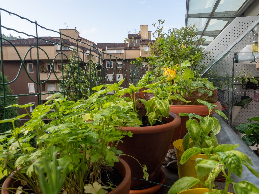 Vegetables and herbs on a balcony.