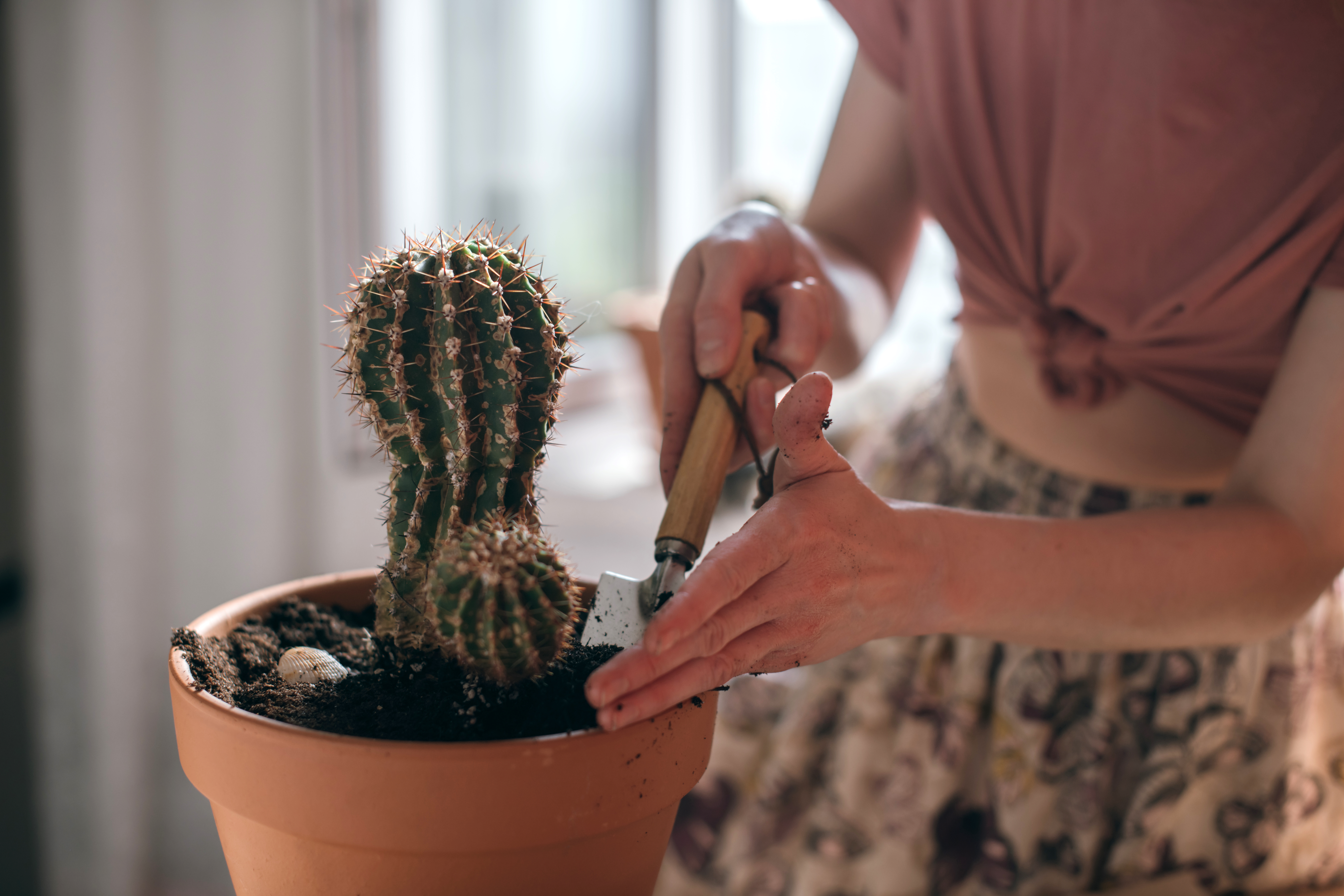 Woman repotting a cactus without wearing gloves.