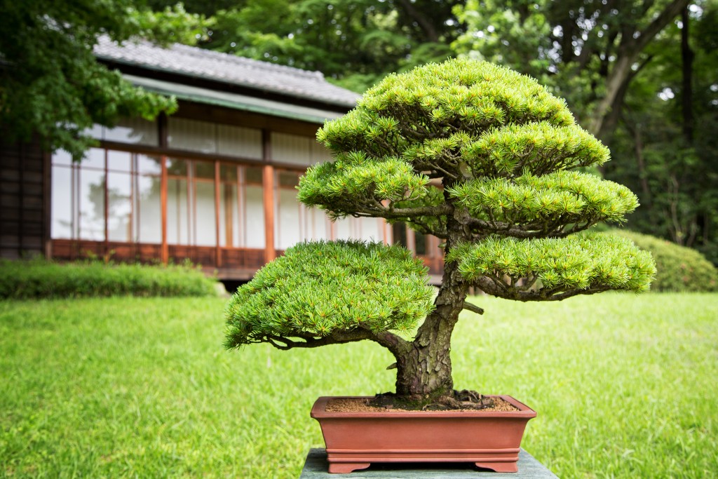 Bonsai in a Japanese Garden.
