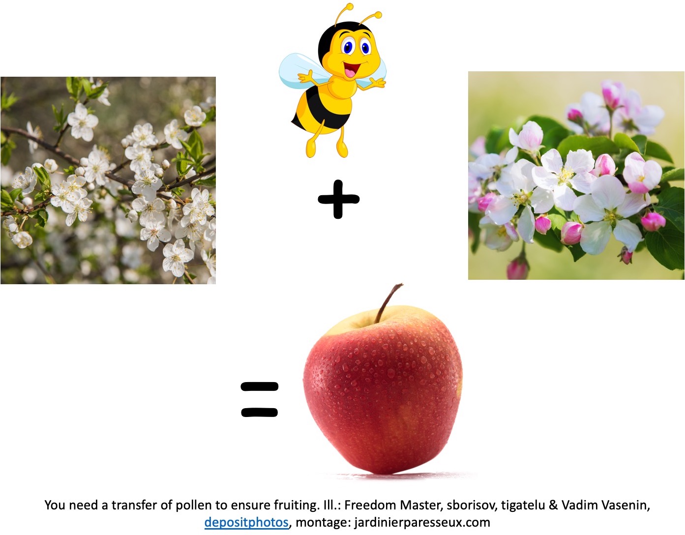 Bee carrying pollen from one apple blossom to another, resulting in an apple.
