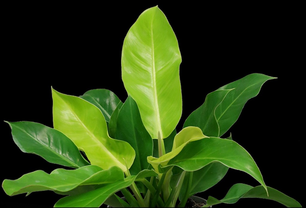 Lite Up My Life philodendron