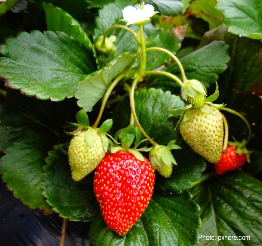 Ripening strawberries on the plant.