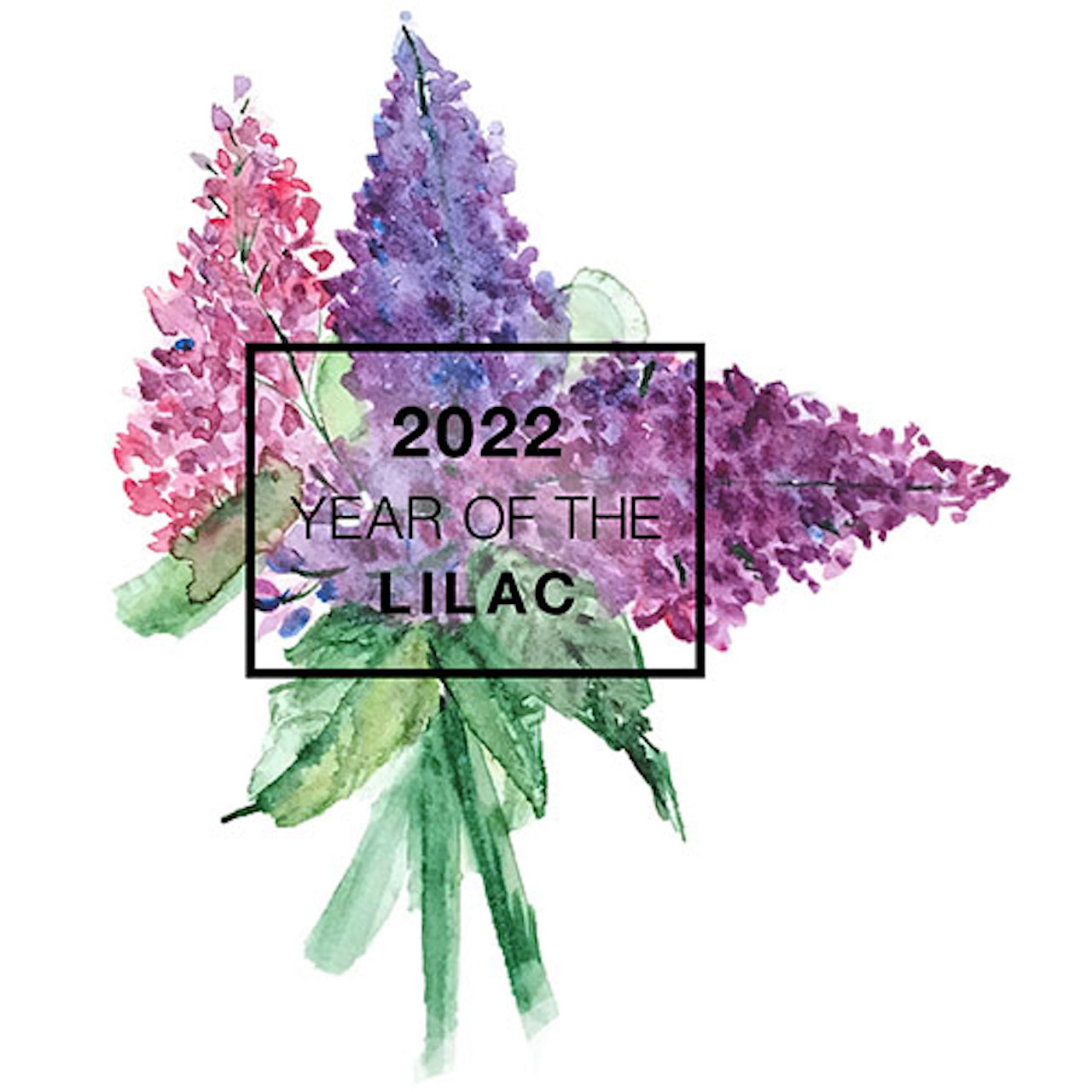Water color of lilac flowers, written over top is 2022, year of the lilac.