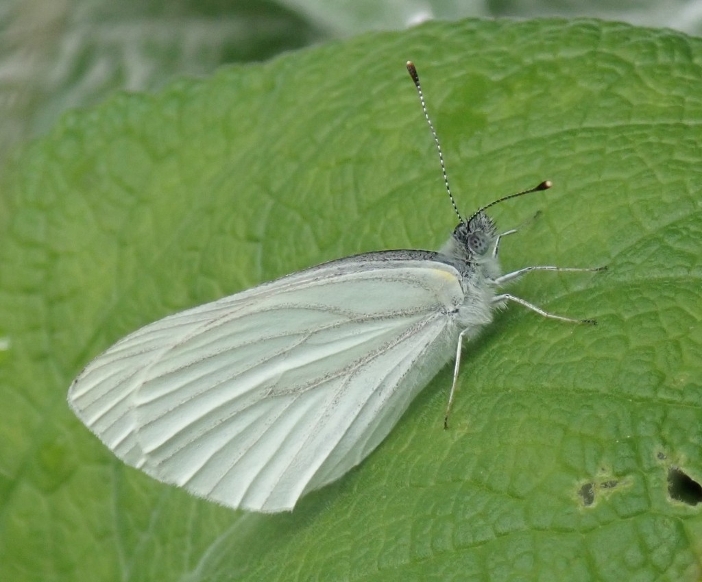 Mustard White Butterfly