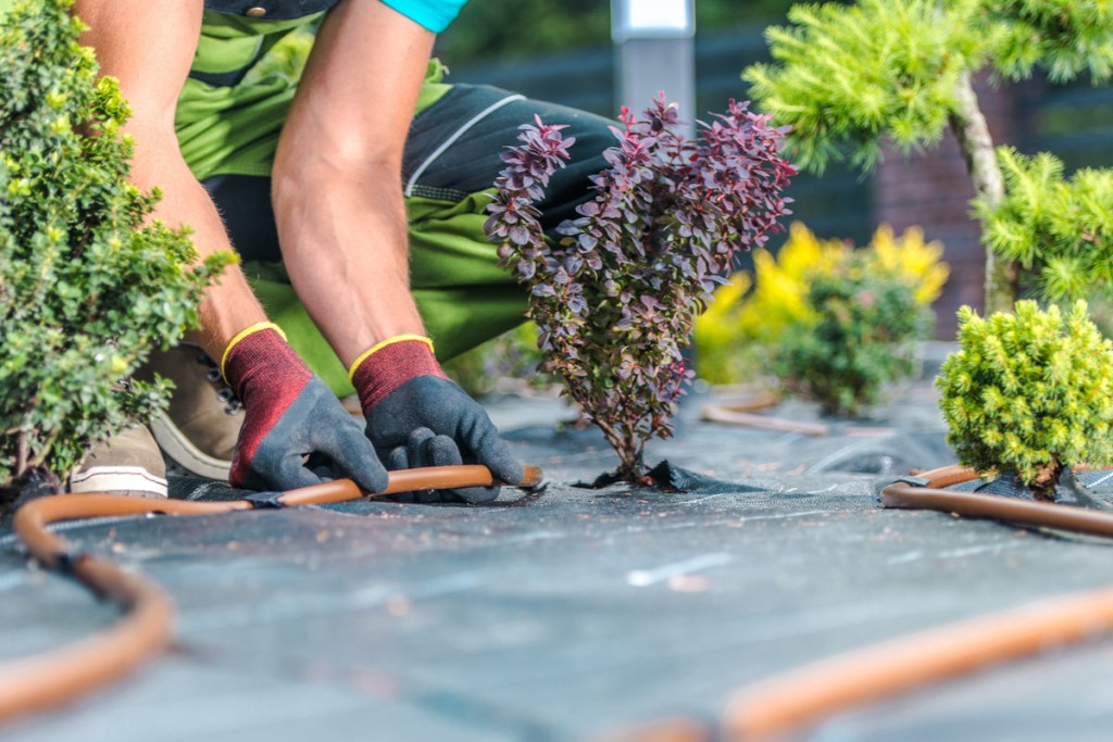 Hands of landscaper installing irrigation.