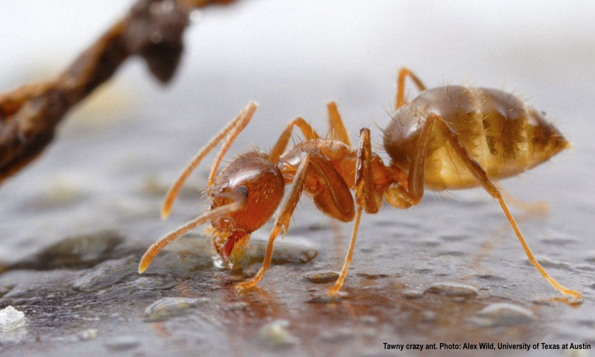 Single tawny crazy ant