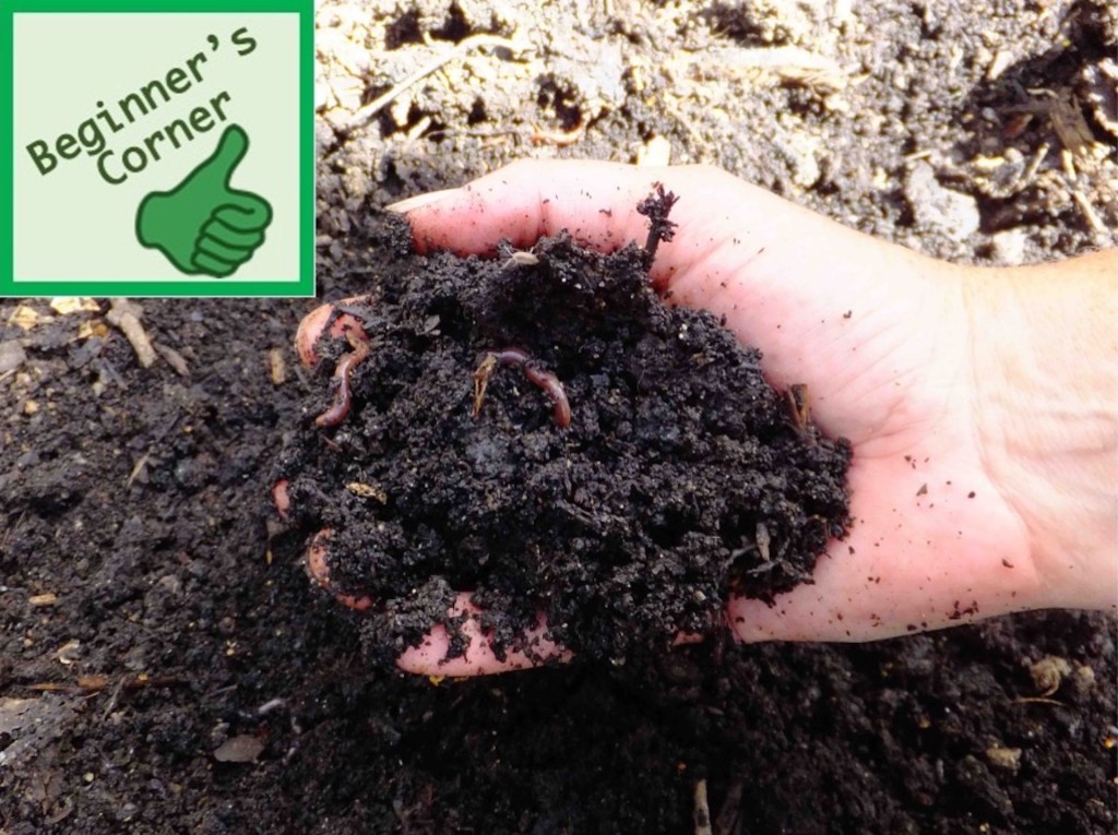 Hand full of fresh compost.