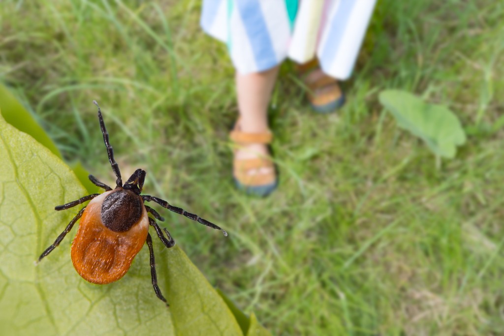 Deer tick on leaf, little girl's feet in sandals on green grass.