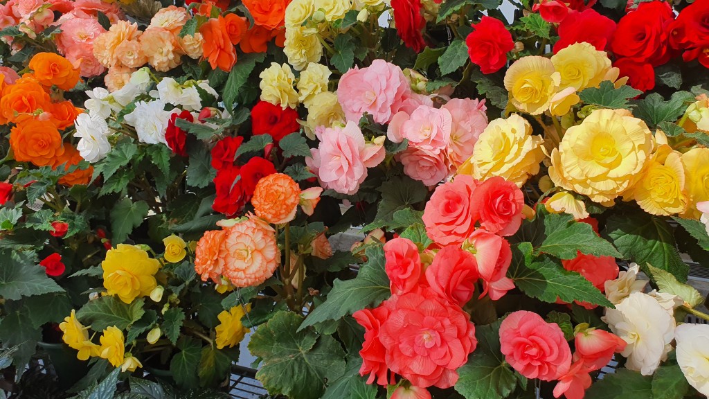 Non Stop begonias of all colors.