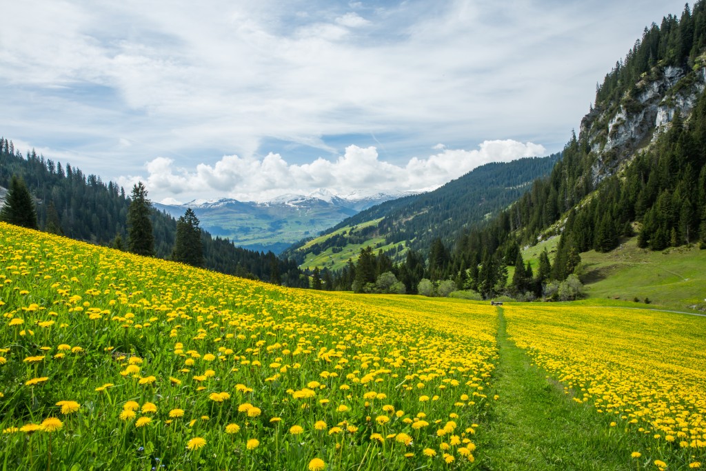 Yellow and Green Dandelion Field and Snowy Mountains with Blue sky and Clouds