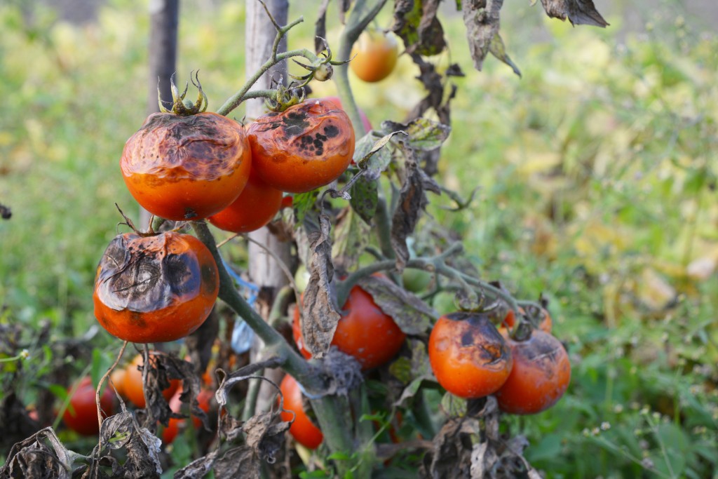 Tomato plant with late blight. Brown, dying leaves, Rotting fruit.