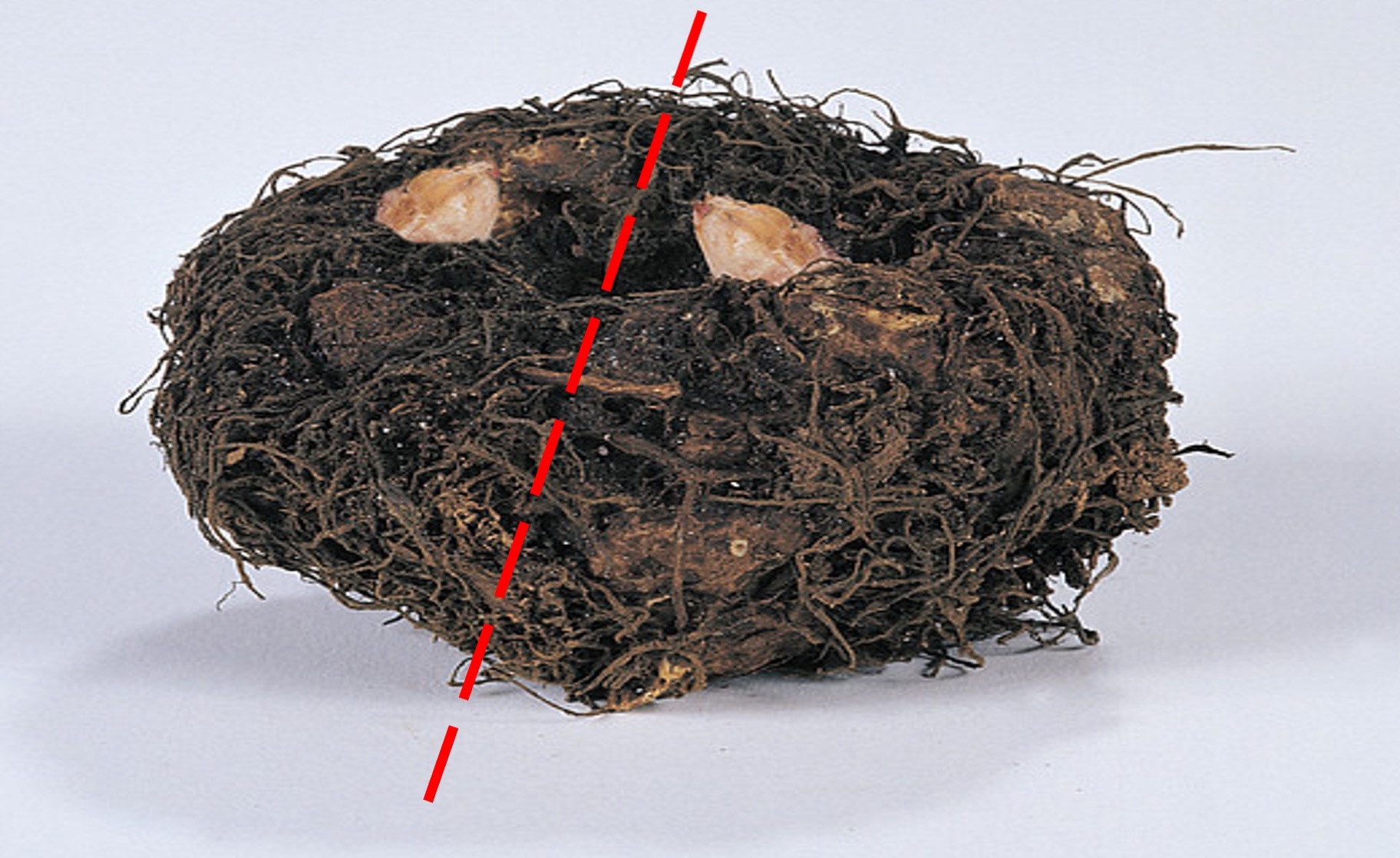 Tuberous begonia tuber showing where to cut.