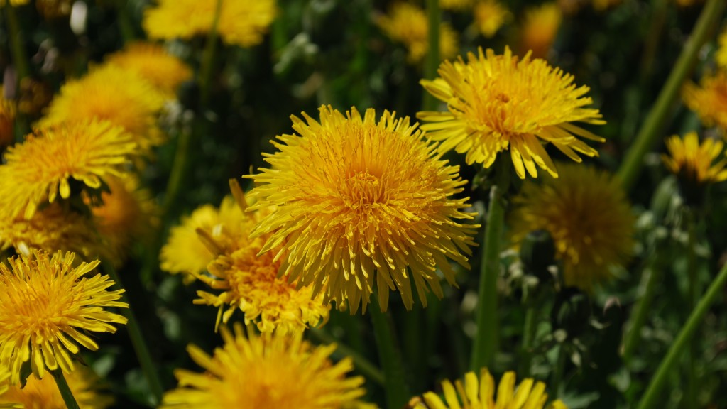 dandelion flowers