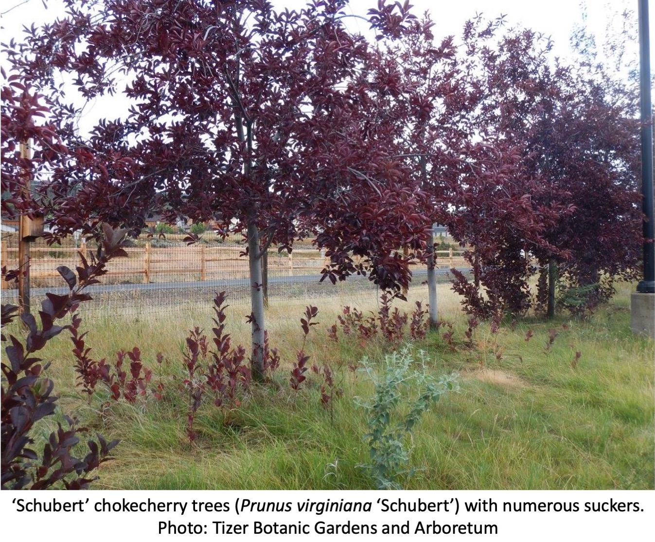 ‘Schubert’ chokecherry trees with numerous suckers.