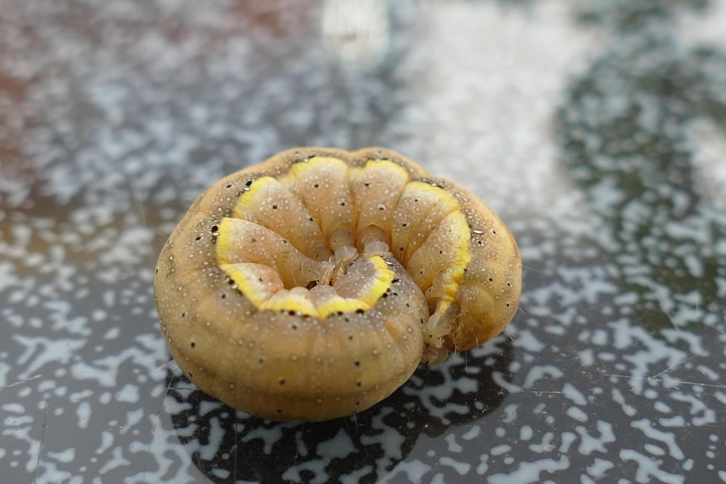 Cutworm rolled into a C.