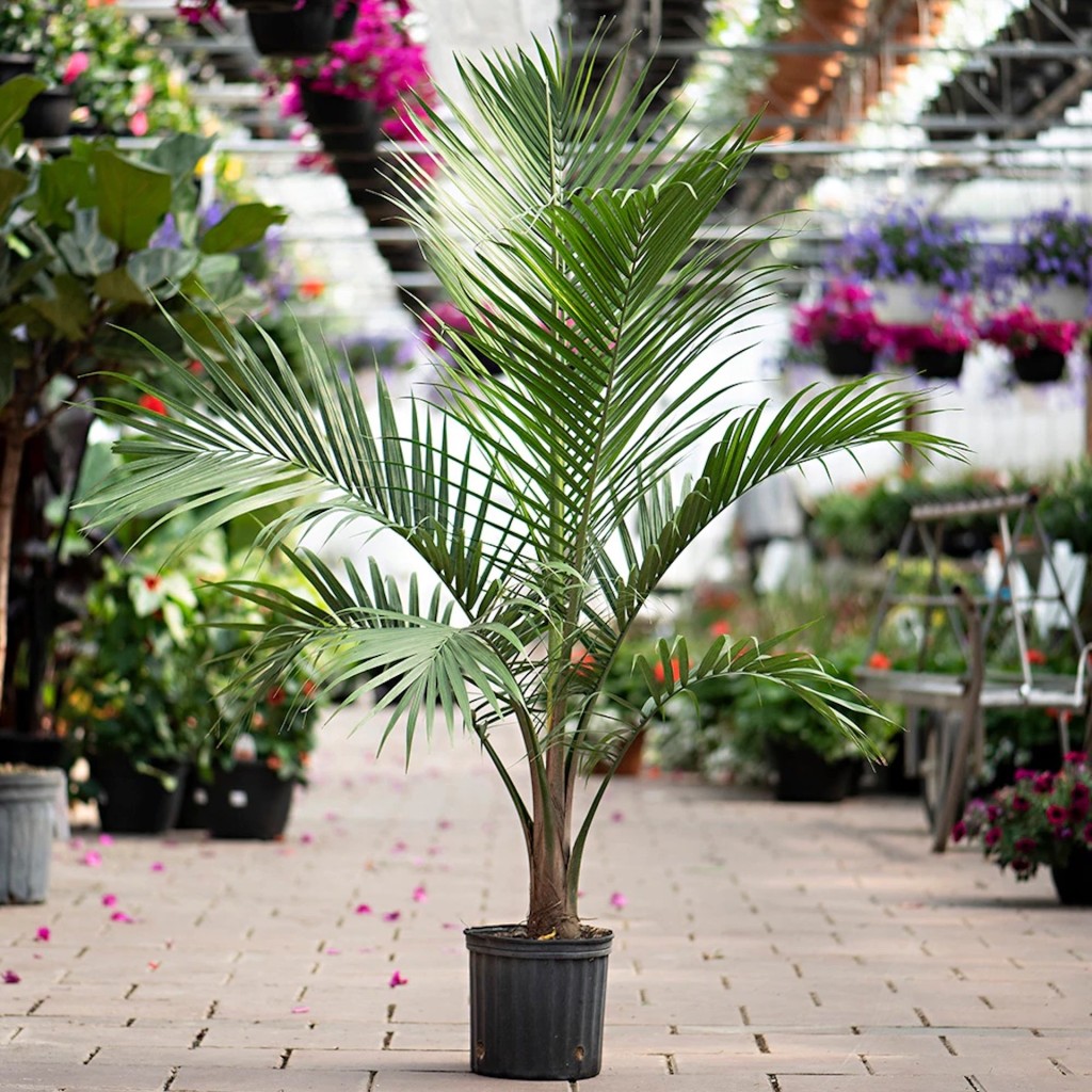Majesty palm in black pot in nursery.
