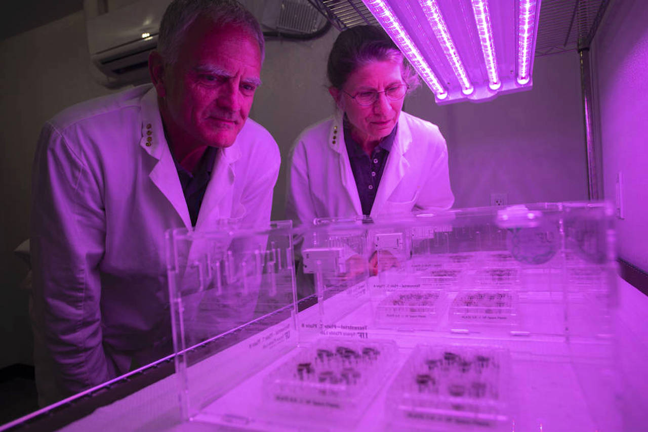 Scientists studying lunar plants growing under LED growing lights.
