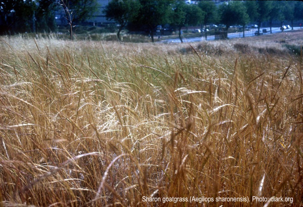 Field of Sharon goatgrass
