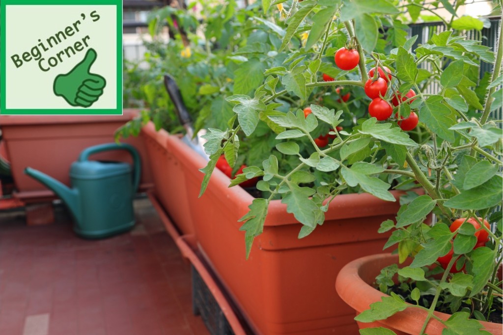 Vegetable container garden on a balcony.