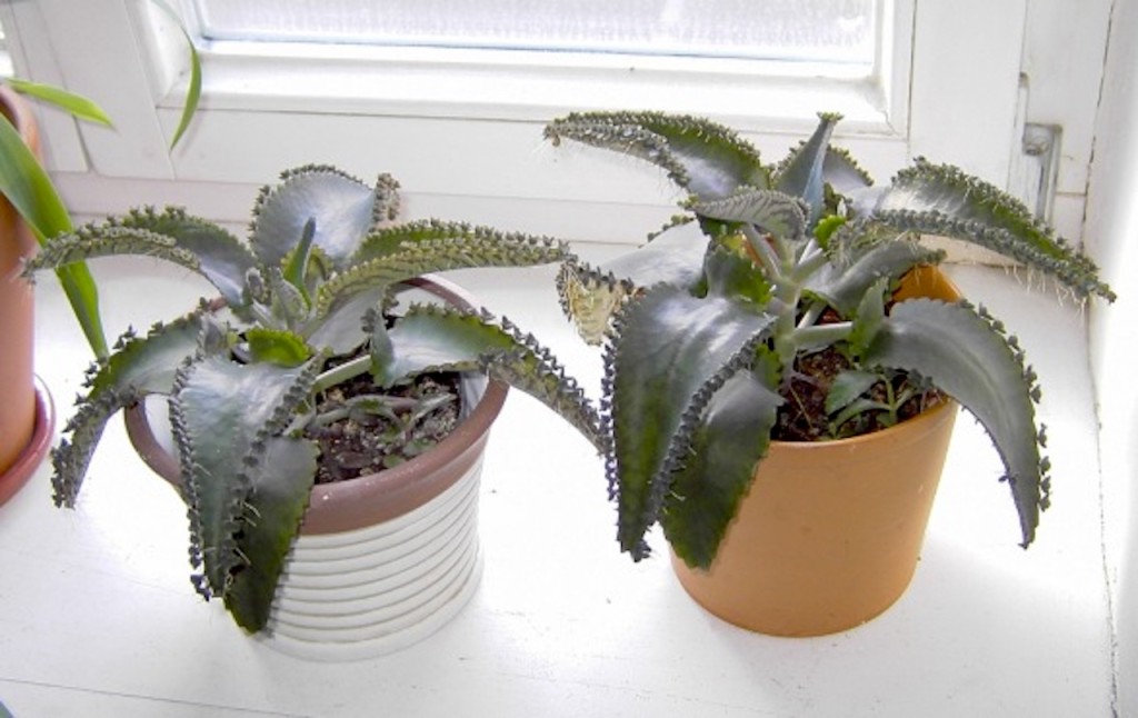 Two mother of thousands plants on a windowsill.