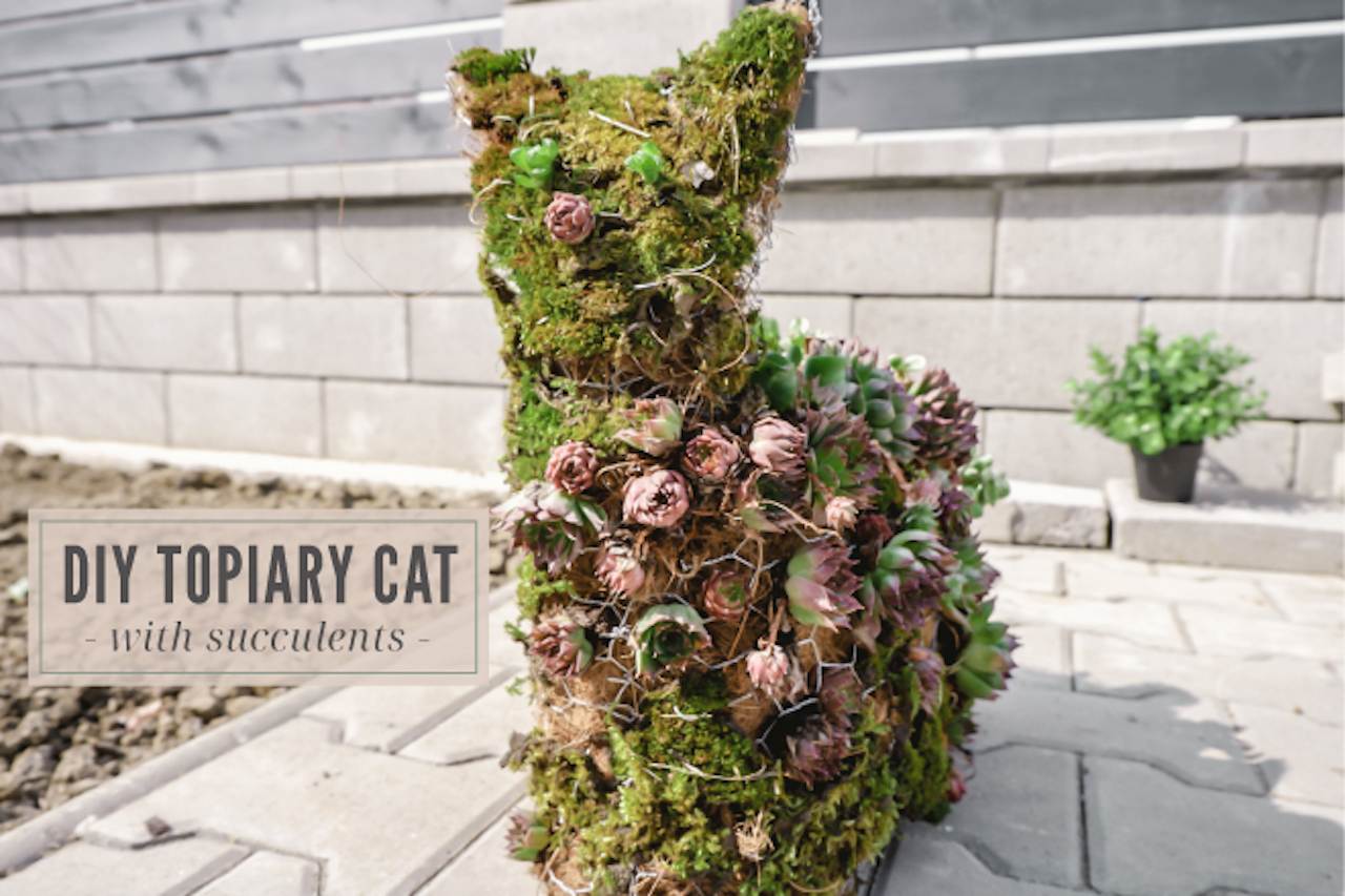 Topiary cat with succulents
