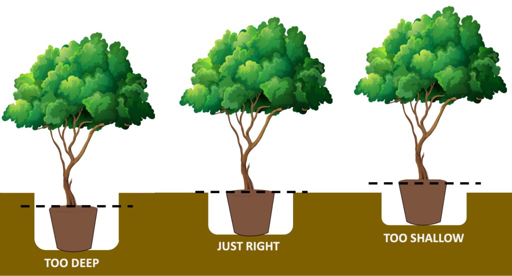 Three trees planted in potting holes: one too deep, one too shallow and one justs right.