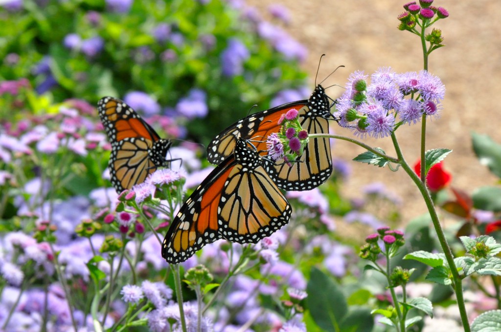 Monarch butterflies visiting flowers