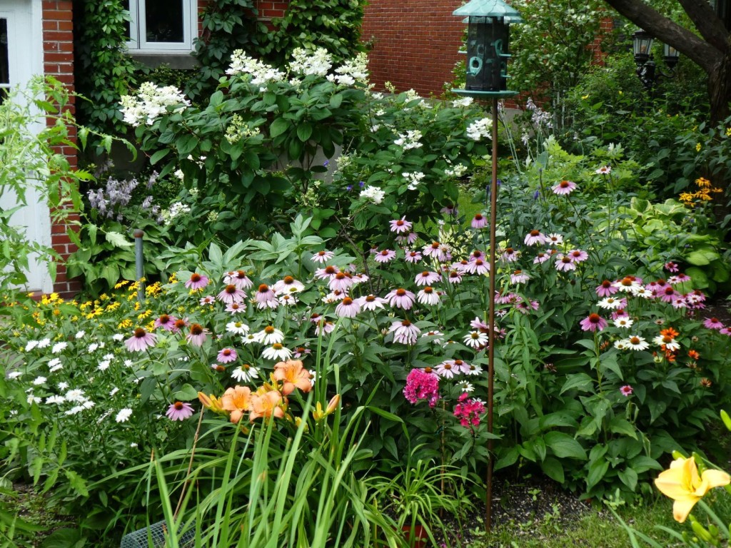 A garden for wildlife full of blooms.