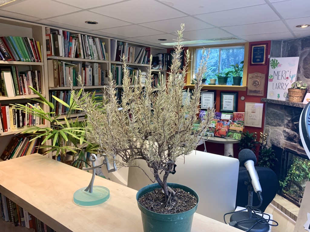 Dead rosemary plant in an office.