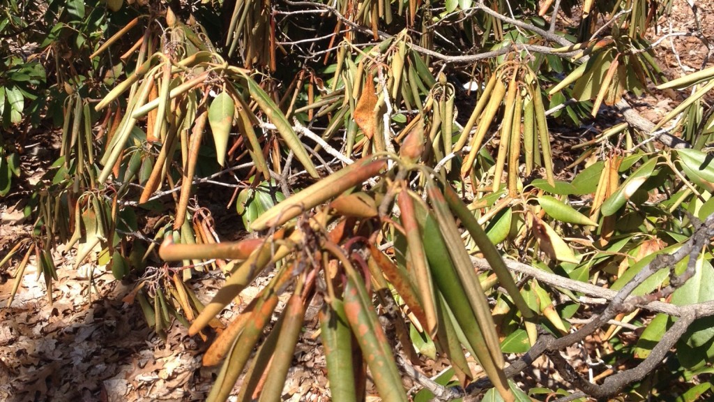 Rhododendron damaged by winter cold: browned, curled leaves, flower buds brown and dry.