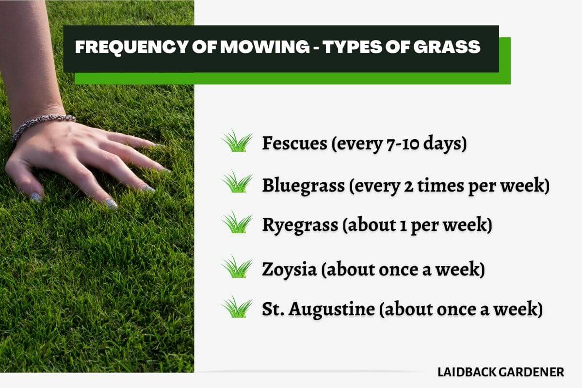 How Often Should You Mow The Grass laidbackgardener.blog
