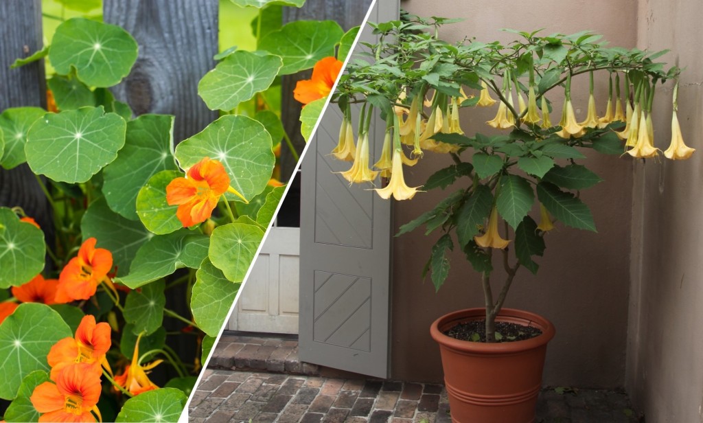 Toxic Plants Don’t Make Other Plants Poisonous Laidback Gardener