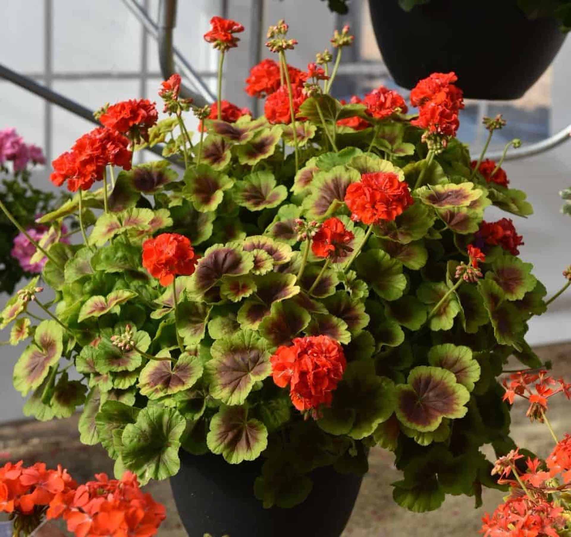 Zonal pelargonium 'Brocade Fire', with double red flowers and purple and green leaves.