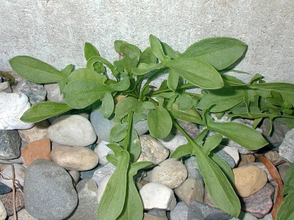 Small plant of sheep sorrel against a gray wall.