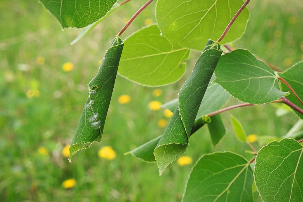 Two leaves rolled up by leafrollers.
